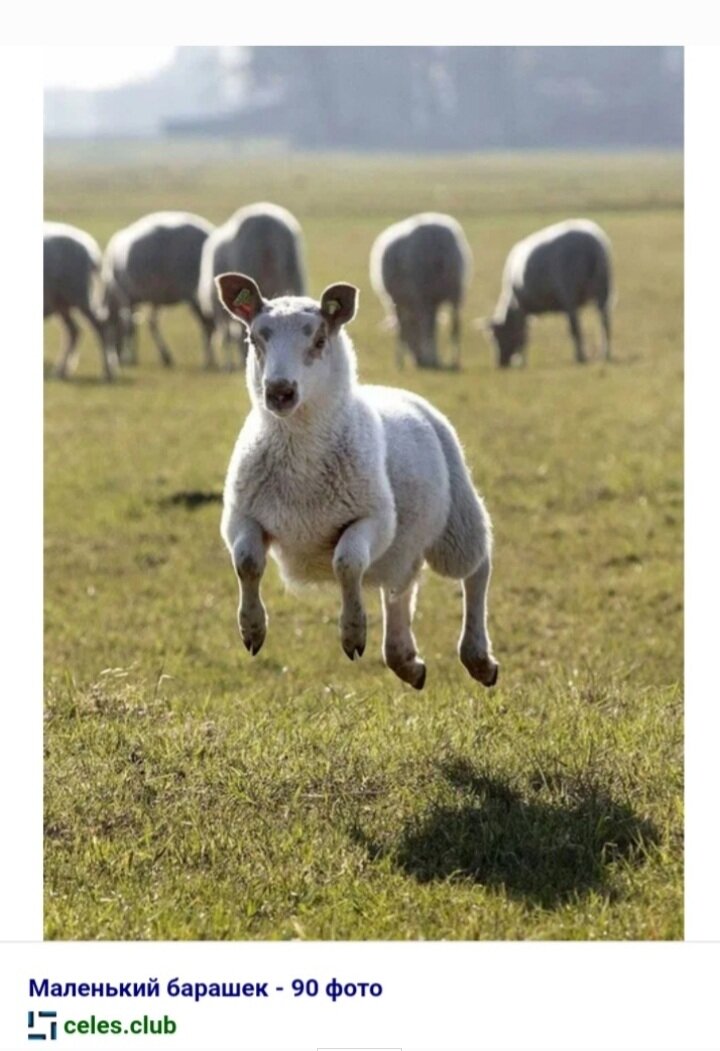 Картинка из свободного доступа Интернет