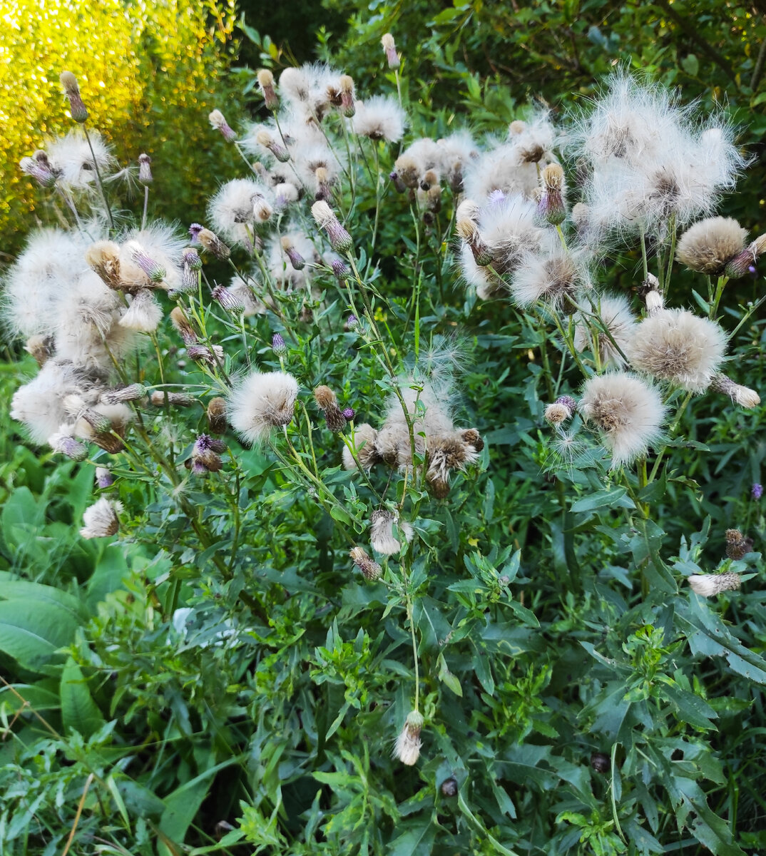 К полёту готовы! Бодяк созрел.