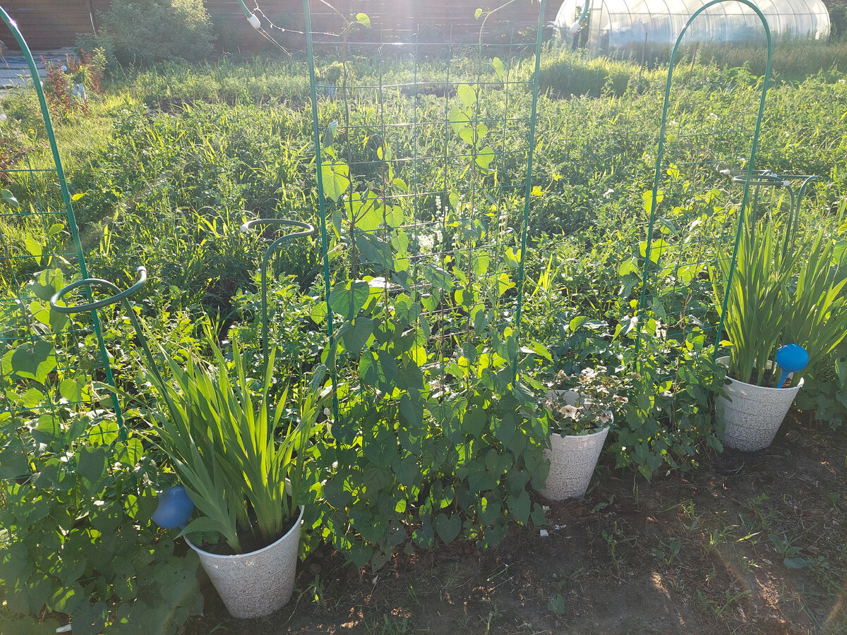 Ипомея, июнь