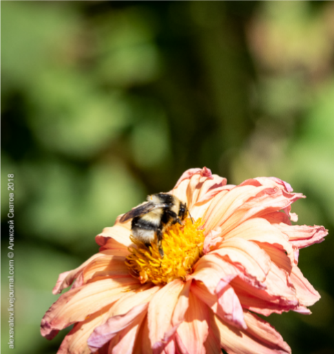 Фото принадлежит  Алексею Сватову 