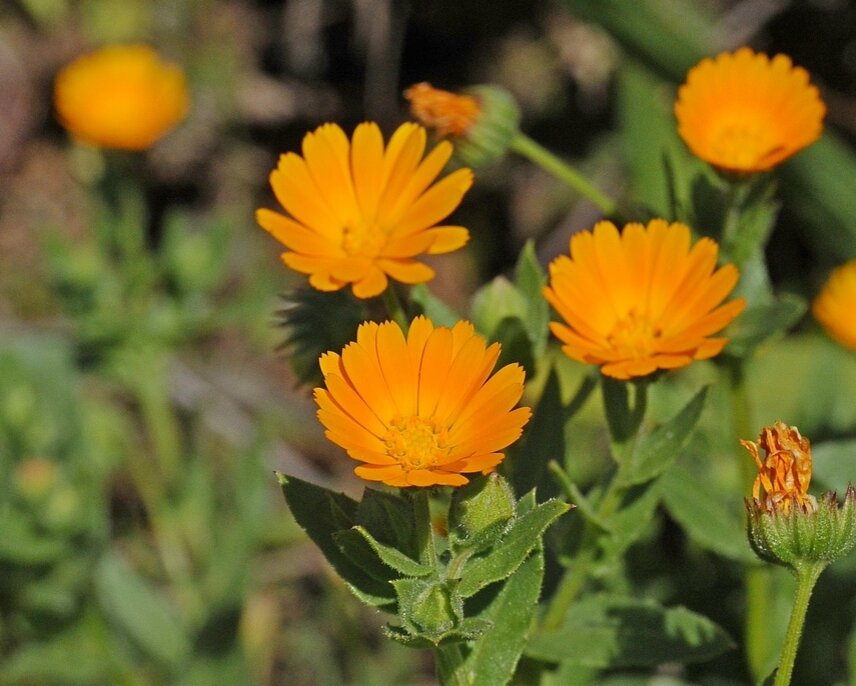 Calendula officinalis l календула лекарственная