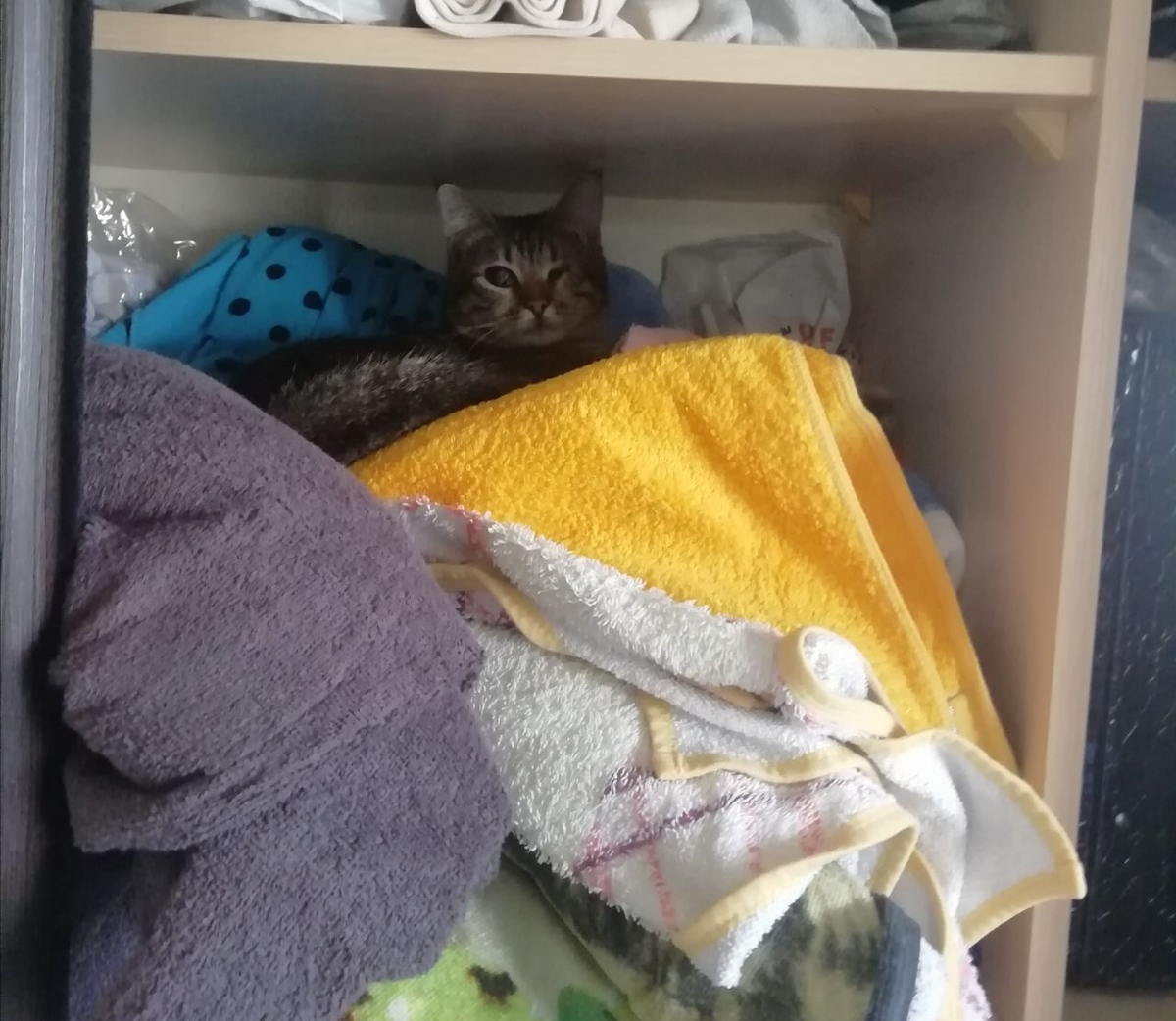 Кот маленький, а беспорядок большой. Зато удобно!