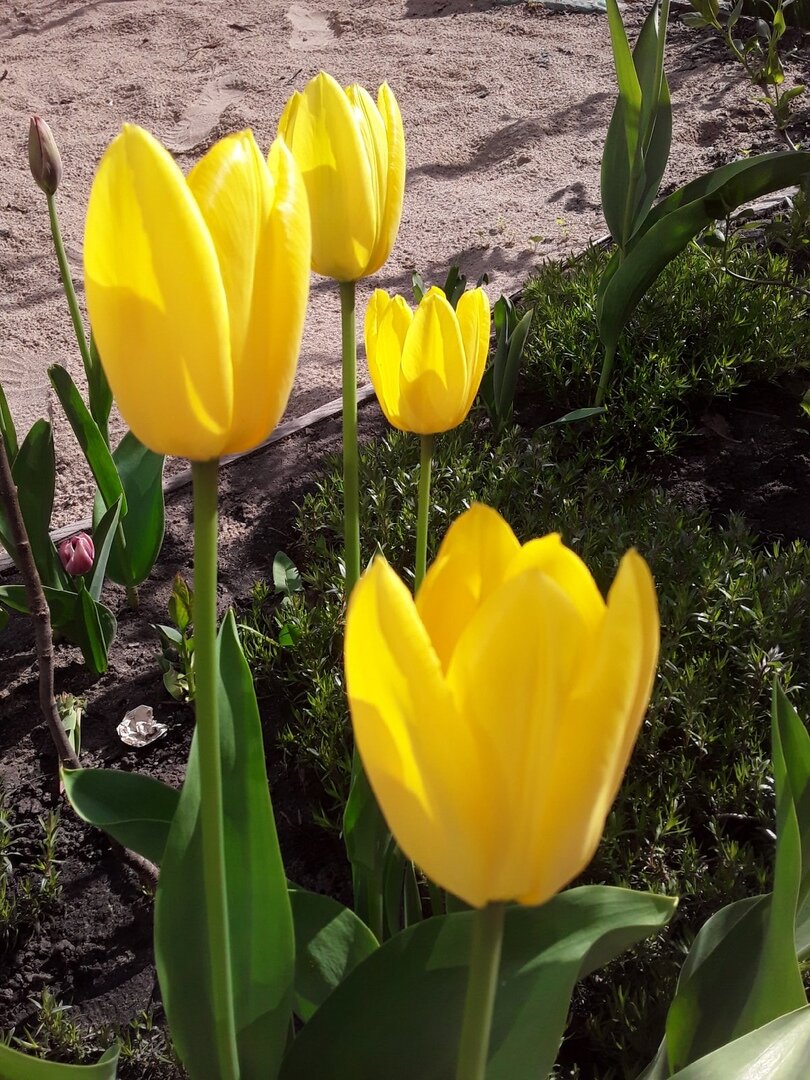 Тюльпан Фостера, сорт Yellow Purissima