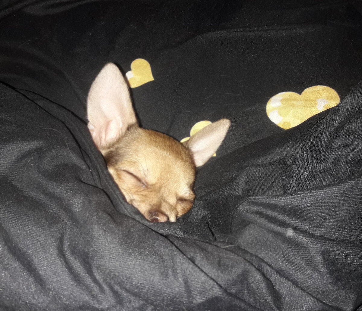 #Чихуахуа, теплолюбивые создания)