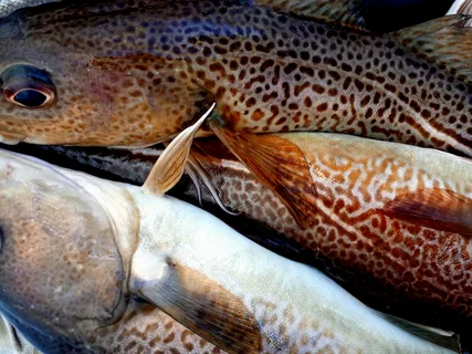 Фото с сайта: https://avatars.mds.yandex.net