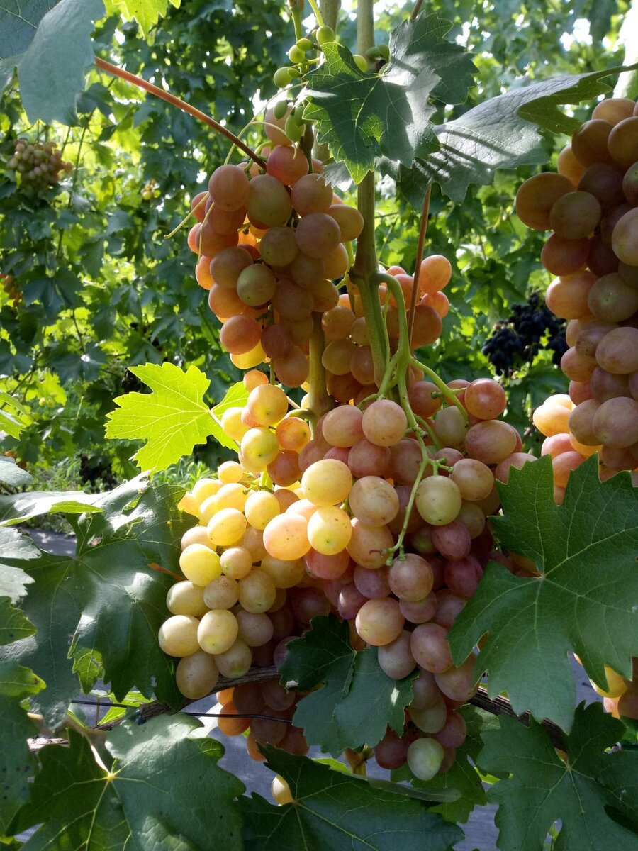 Кишмиш Красный - да, он не такой разрекламированный, но по сочетанию факторов - срок созревания, цвет и вкус - нам очень нра!)