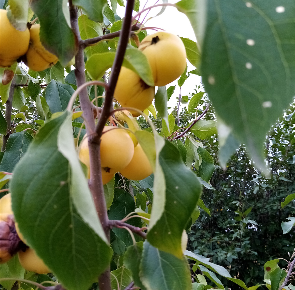 Челябинские яблочки в саду.