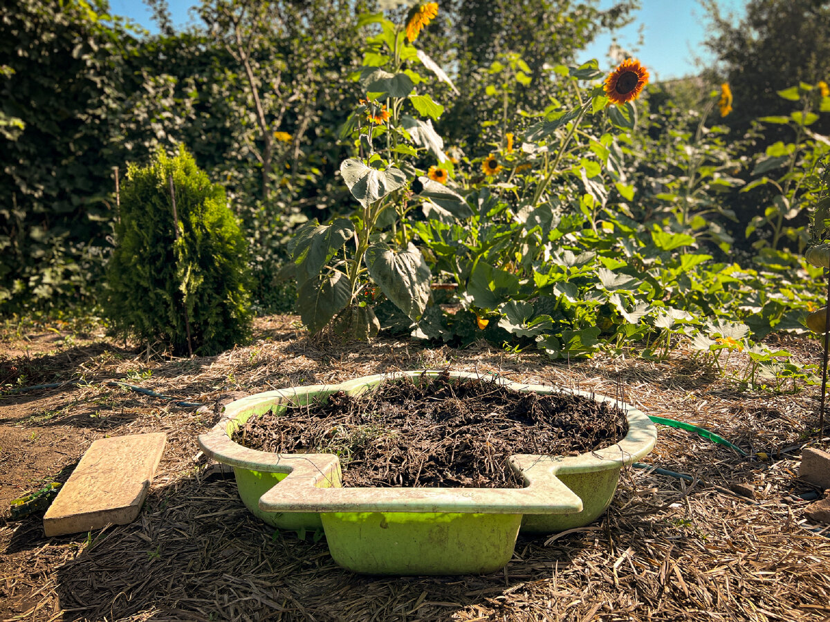 Для сбора травы я использую любые емкости
