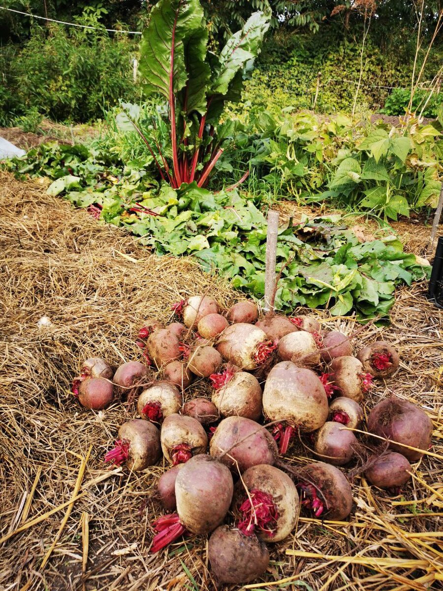 Урожай подписчицы Дачного агронома 