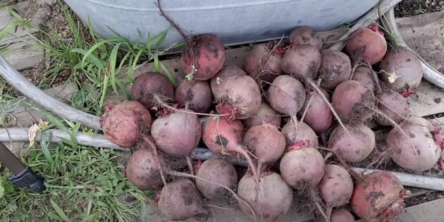 Когда на урале убирают свеклу на зиму. Свекла какую сажать на хранение. Как садить свеклу. Когда садить свеклу в Зауралье в 2024. Свекла когда садить в мае