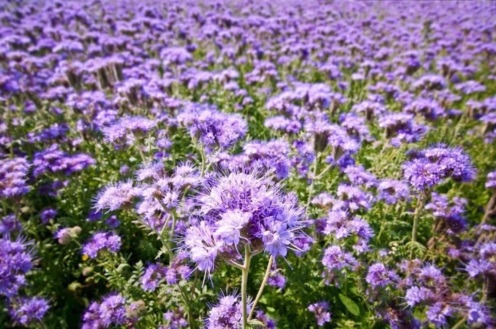 Цветущая фацелия