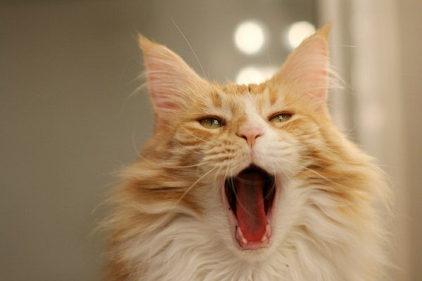 Фото из Интернета.