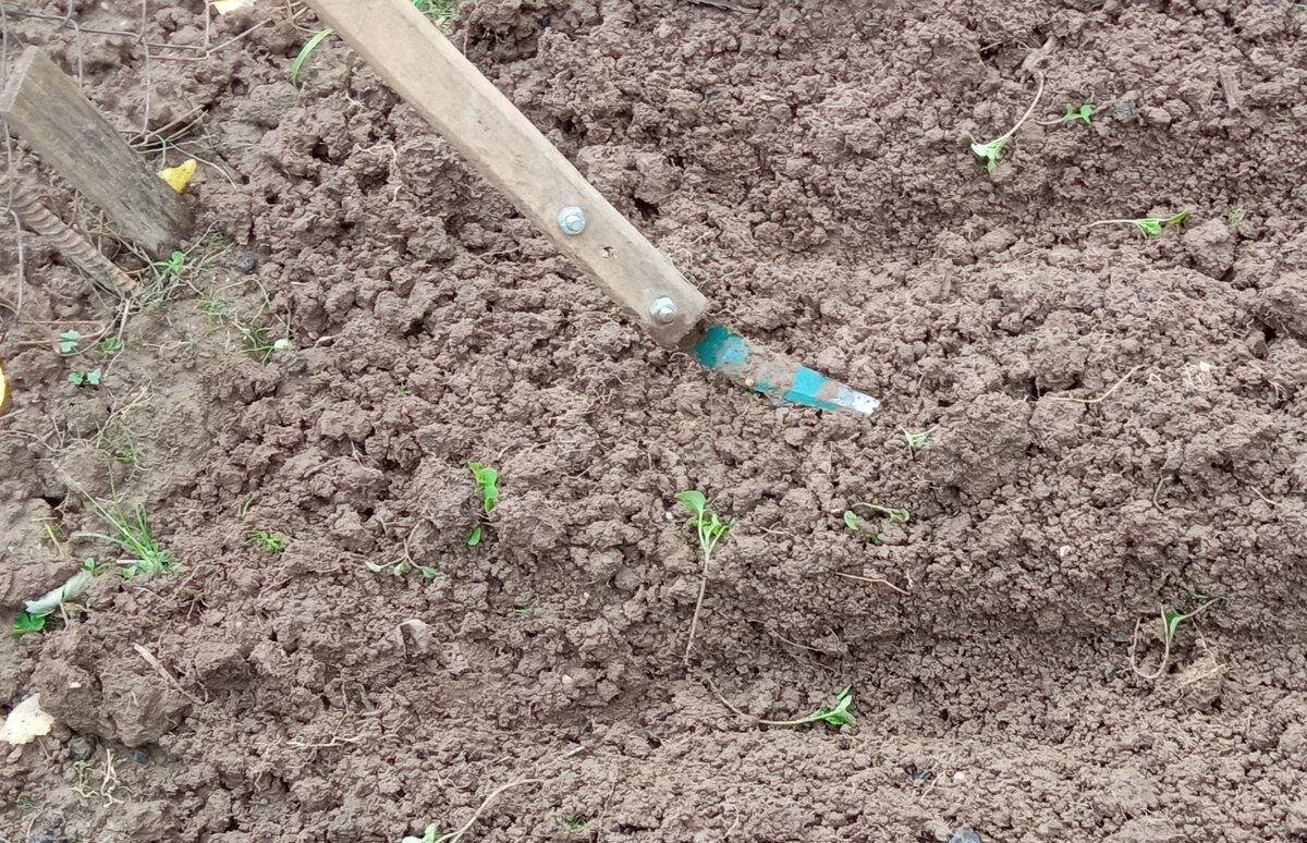 Узкий плоскорез.