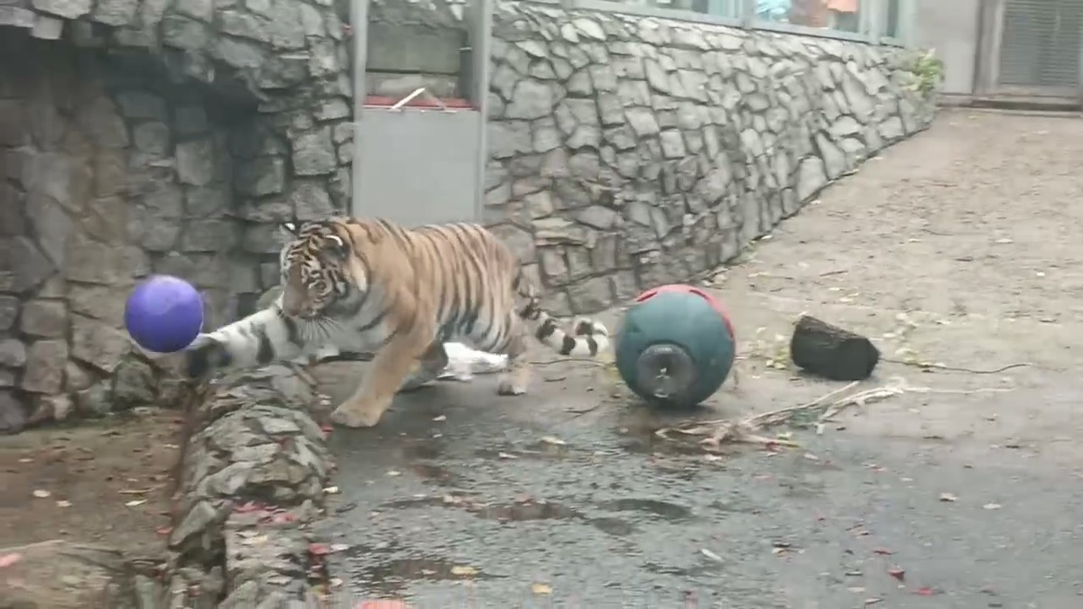     Скриншот из видео Ленинградского зоопарка
