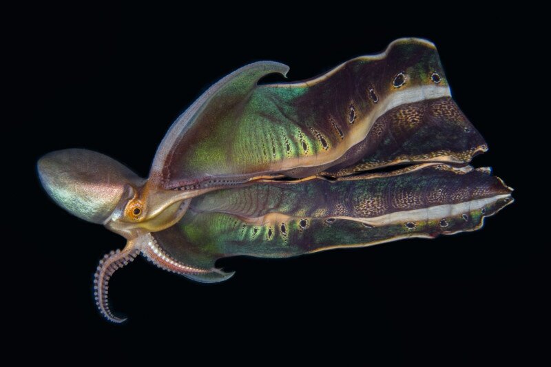    Katherine Lu, oceanographicmagazine.com