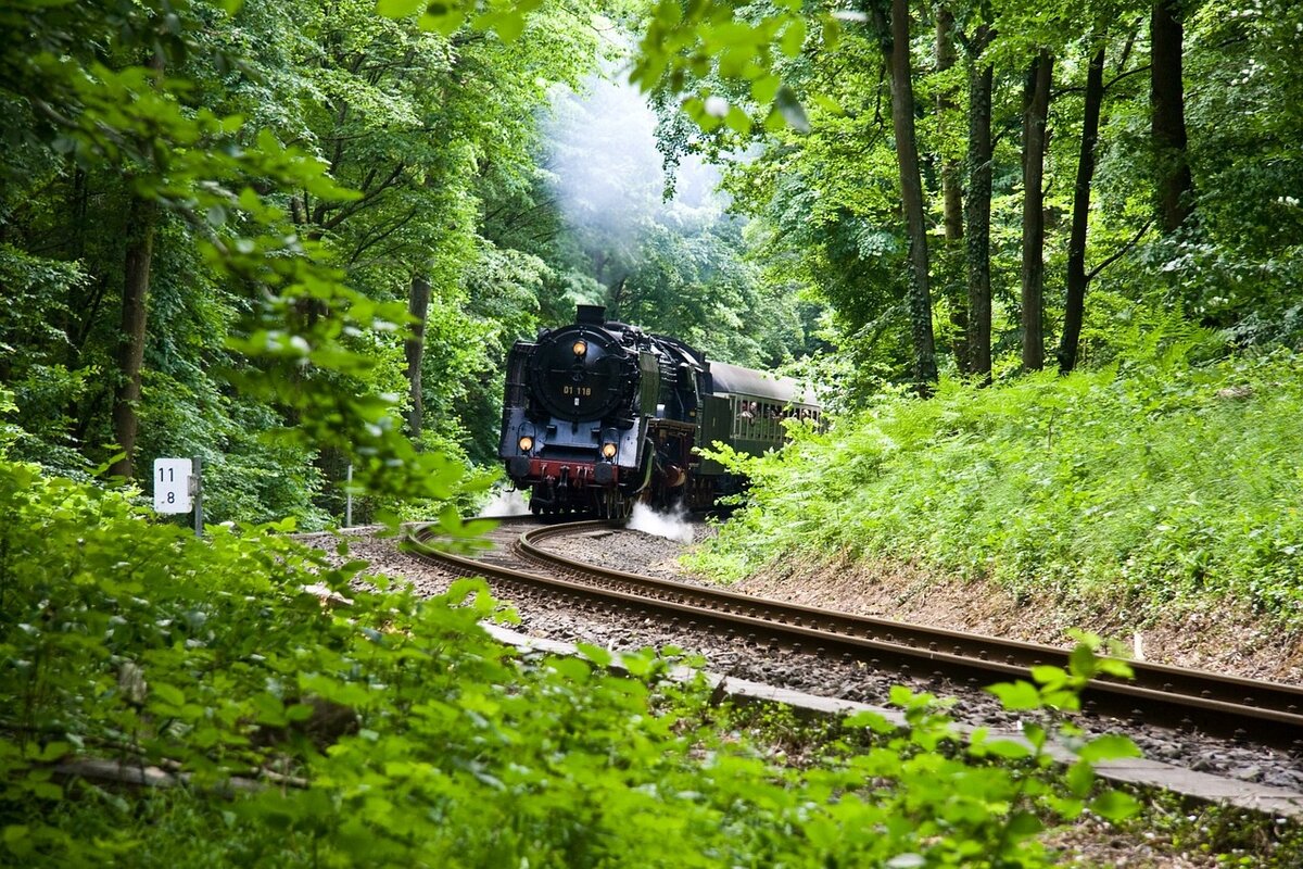 Поезд мух. Ойта, Япония лес поезд. Одноколейка железная дорога лес Сергиев Посад. Лесонасаждения ЖД. Оита Япония железная дорога в лесу.