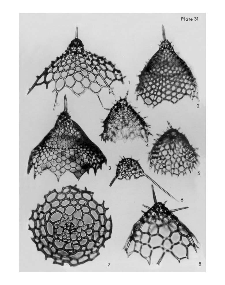  https://www.radiolaria.org/benson1966/plate31.php
1 Lampromitra quadricuspis Haeckel; ventral view.

2-3 Clathrocyclas ? sp.;  left lateral view.

4-8 Helotholus histricosa Jørgensen; 4, left lateral view; 5, oblique view from below, focus on arborescent axial spine; 6, left lateral view of incomplete specimen with long legs; 7, apical view; 8, right lateral view.