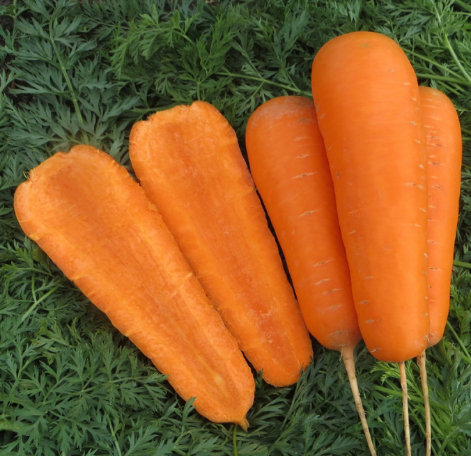 Фотография взята из источника vosadu-li-vogorode.ru