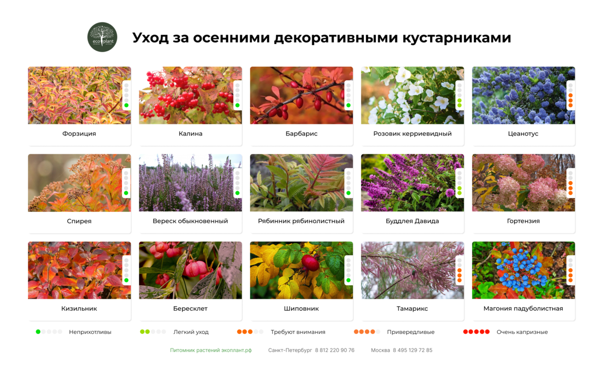 В этой таблице есть маркер сложности ухода за кустарником. Зеленым отмечены самые неприхотливые виды, а за красную зону стоит браться опытным садоводам