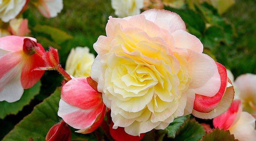 Begonia Tuberhybrida Group Nonstop Scarlett