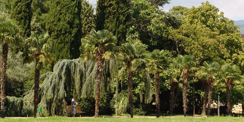 Пейзаж санатория "Крым". Фото из интернета.