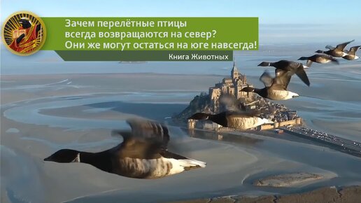 Почему перелетные птицы возвращаются весной. Перелетные птицы Алтайского края. Перелетные птицы Узбекистана. Перелетные птицы Молдавии. Анекдот зачем перелётные птицы.