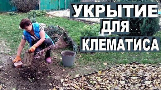 Уход за клематисом осенью Как укрывать клематис на зиму