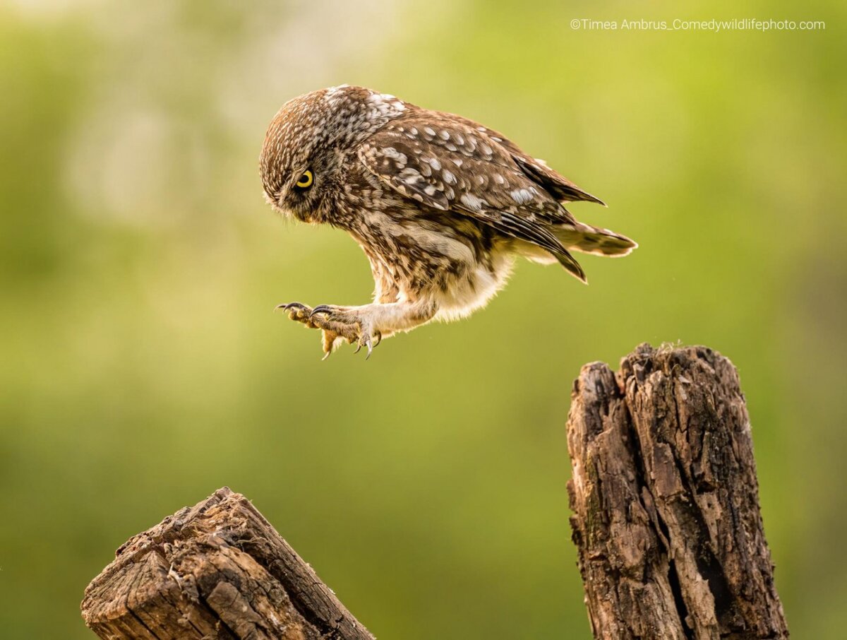 © Timea Ambrus.
Финалист Comedy Wildlife Photography Awards’2022