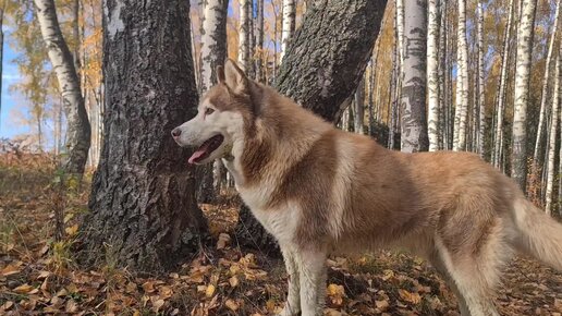 Такая прогулка зарядит хорошим настроением на весь день точно 🔥🍁🐺