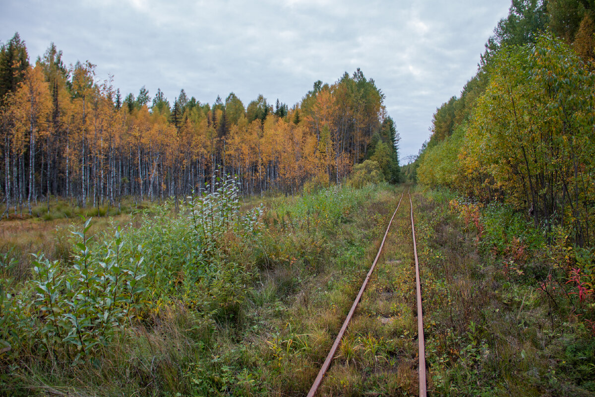 Путь в сторону Лесного