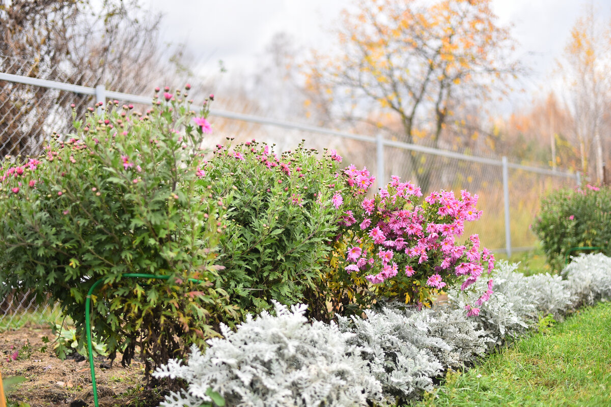 поздние хризантемы