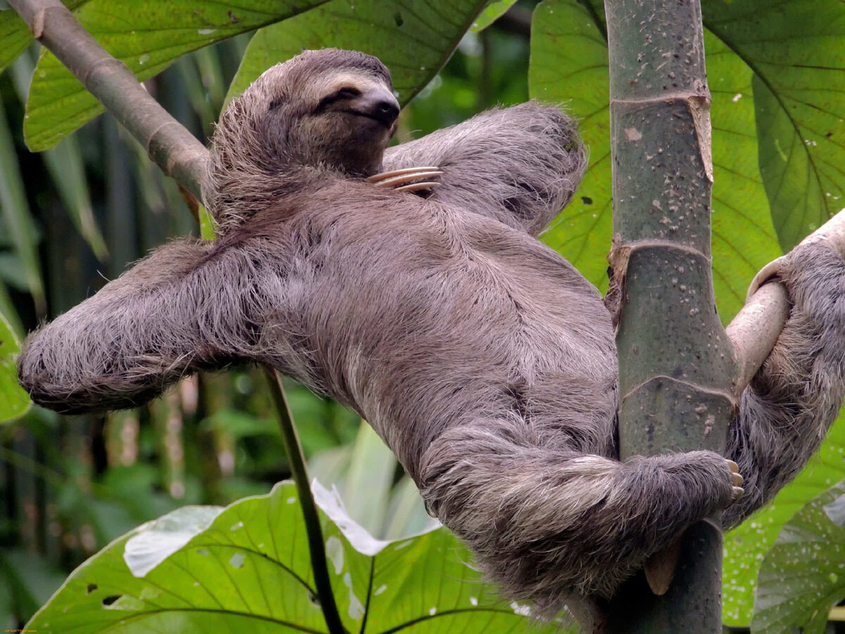 Ленивец отдыхает. Фото из Интернета