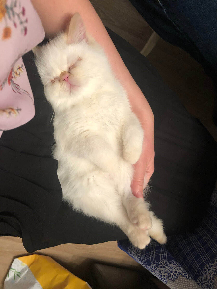 Фокси 3 месяца