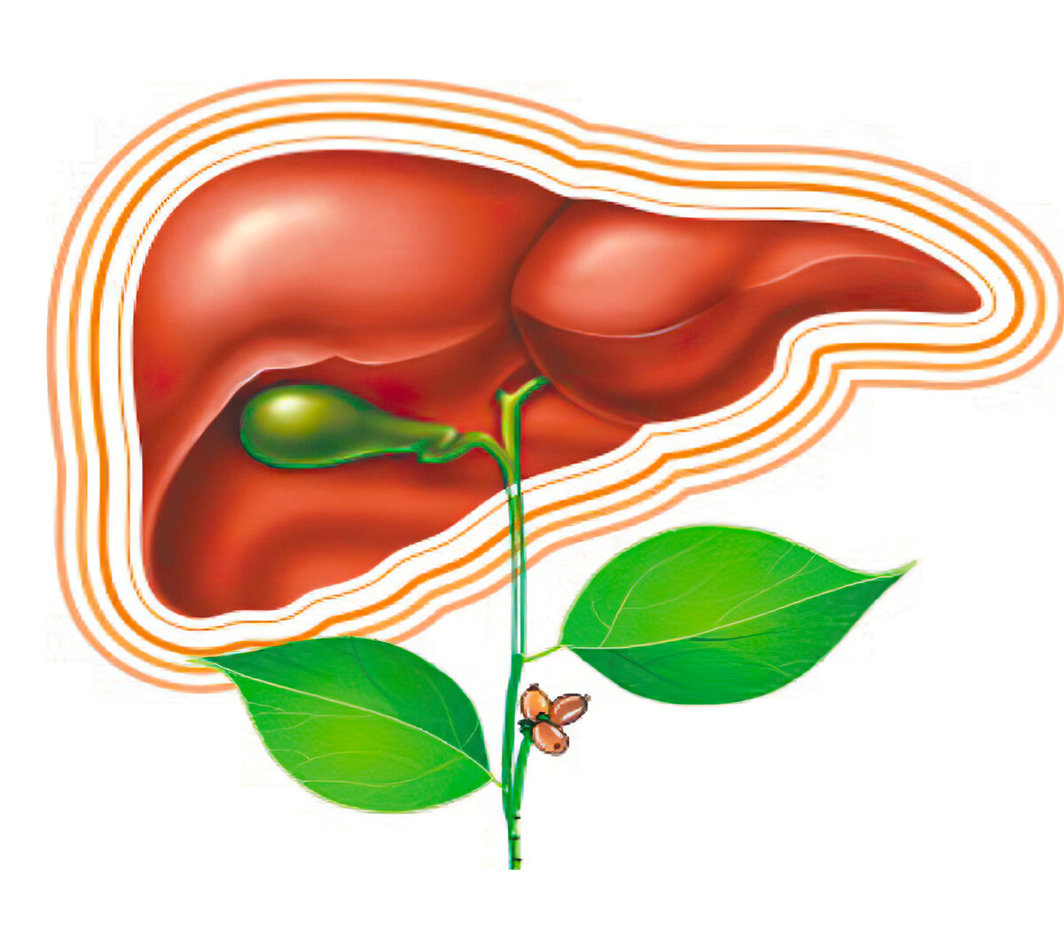 Очистка печени и желчевыводящих. Печень изображение.