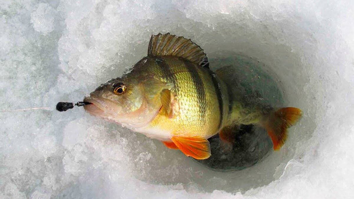 12 наиболее популярных и востребованных у российских рыбаков безмотылок дляловли окуня зимой