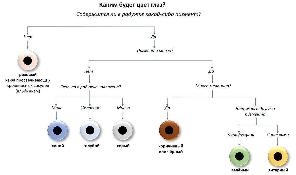 Как определить какой цвет глаз будет у ребенка
