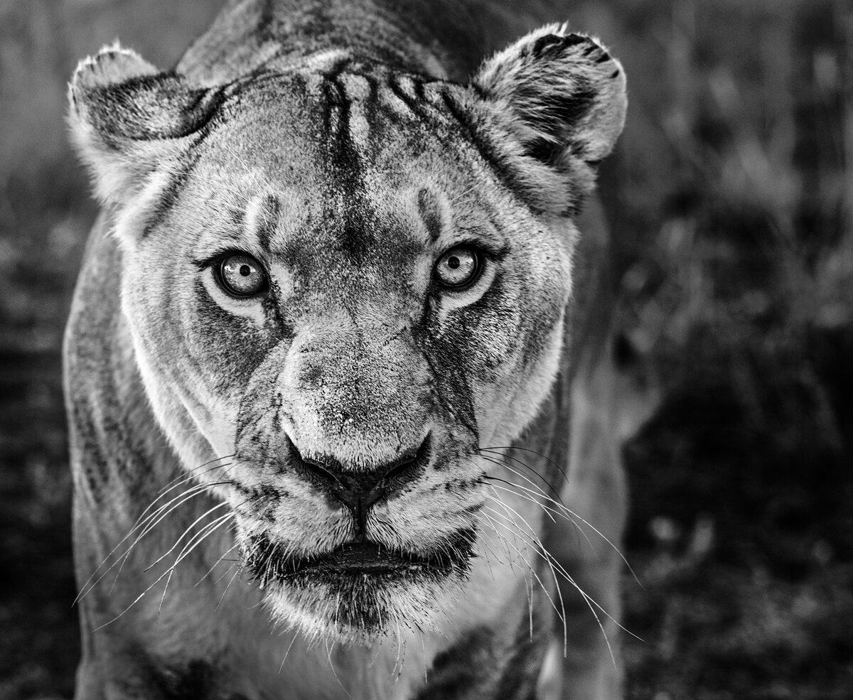  David Yarrow Photography /    / * 1966  (      )