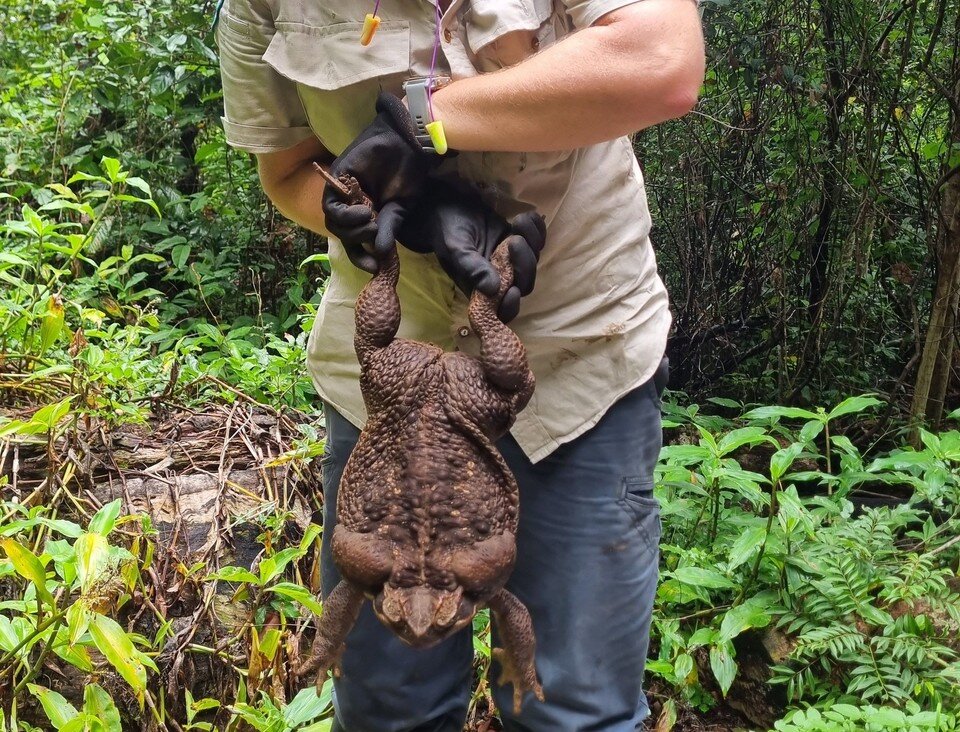     В Австралии нашли жабу-монстра, фото: Queensland Department of Environment and Science