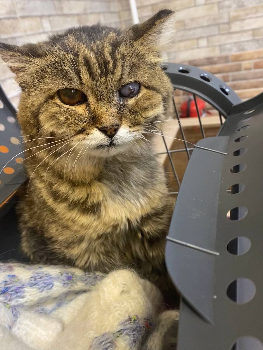 Привет, вам, кожаные!