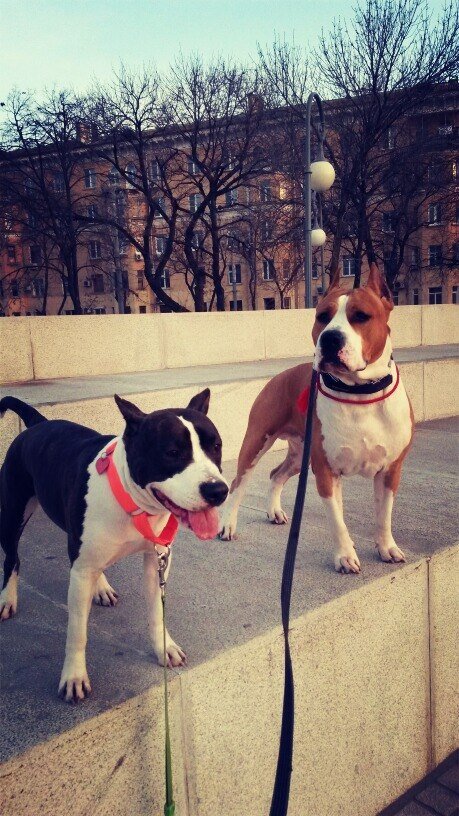 Мои новые сожители