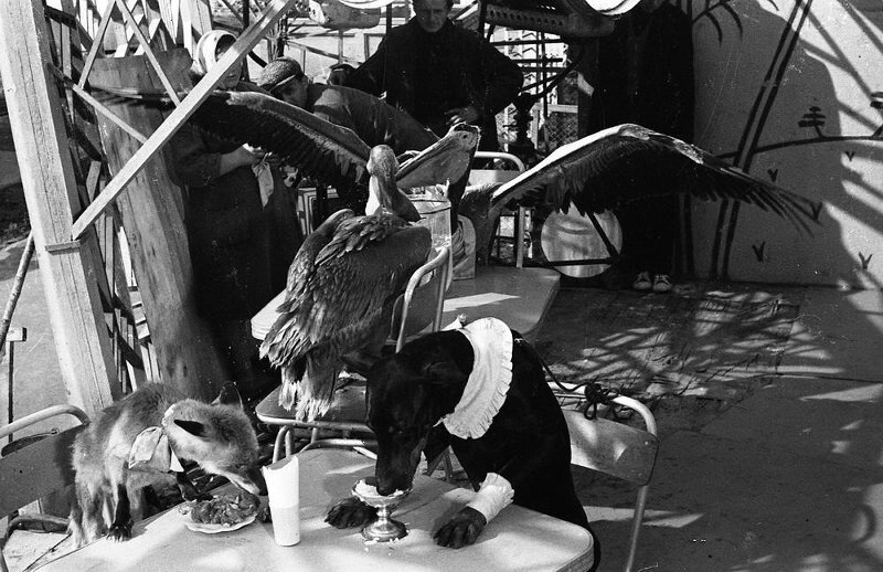 На съемках фильма «Необыкновенный город». Семен Мишин-Моргенштерн, 1962 год, Московская обл., МАММ/МДФ.