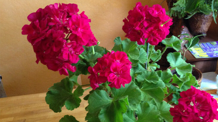 Пеларгония сорт Credo цветёт крупными шапками. Фото автора