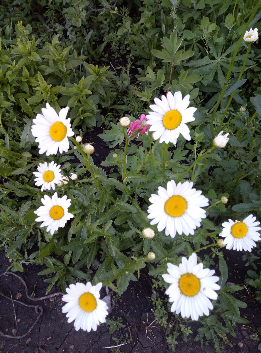 Первое цветение нивяника. Растение выращено из семян.