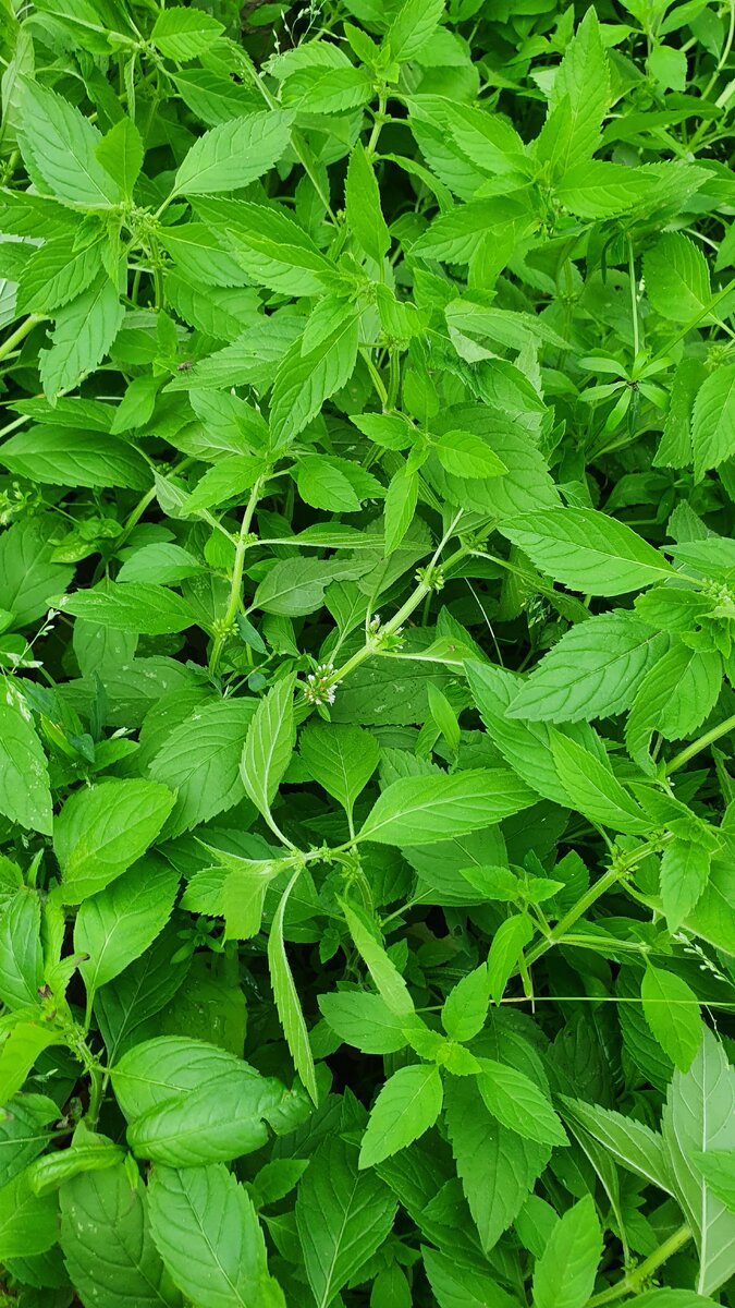 Мята с огорода 