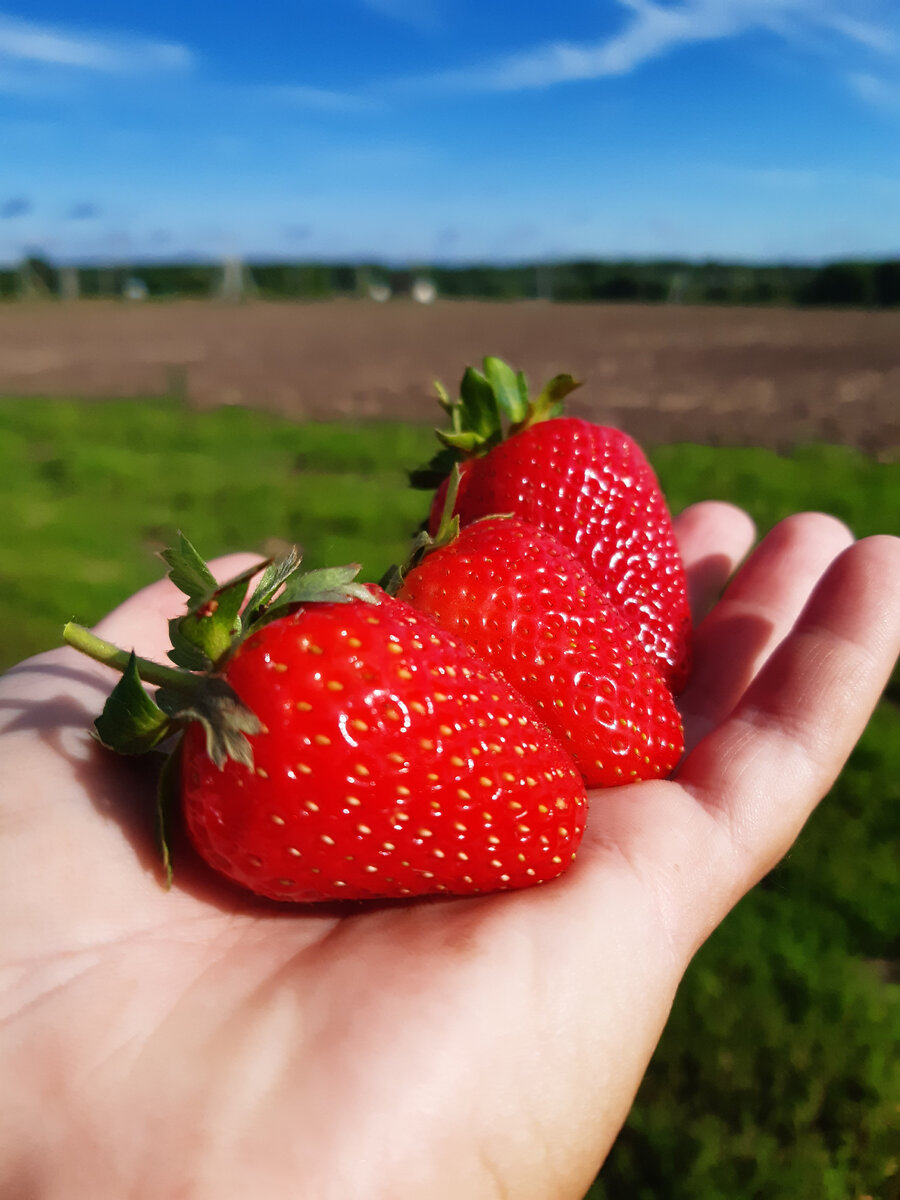 Сорт Вивара. Новый итальянский рем