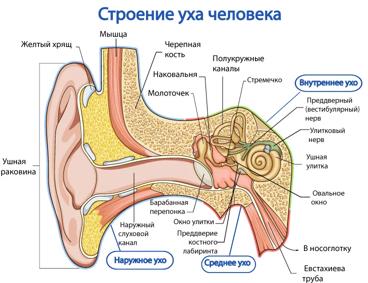 Ушная раковина: строение