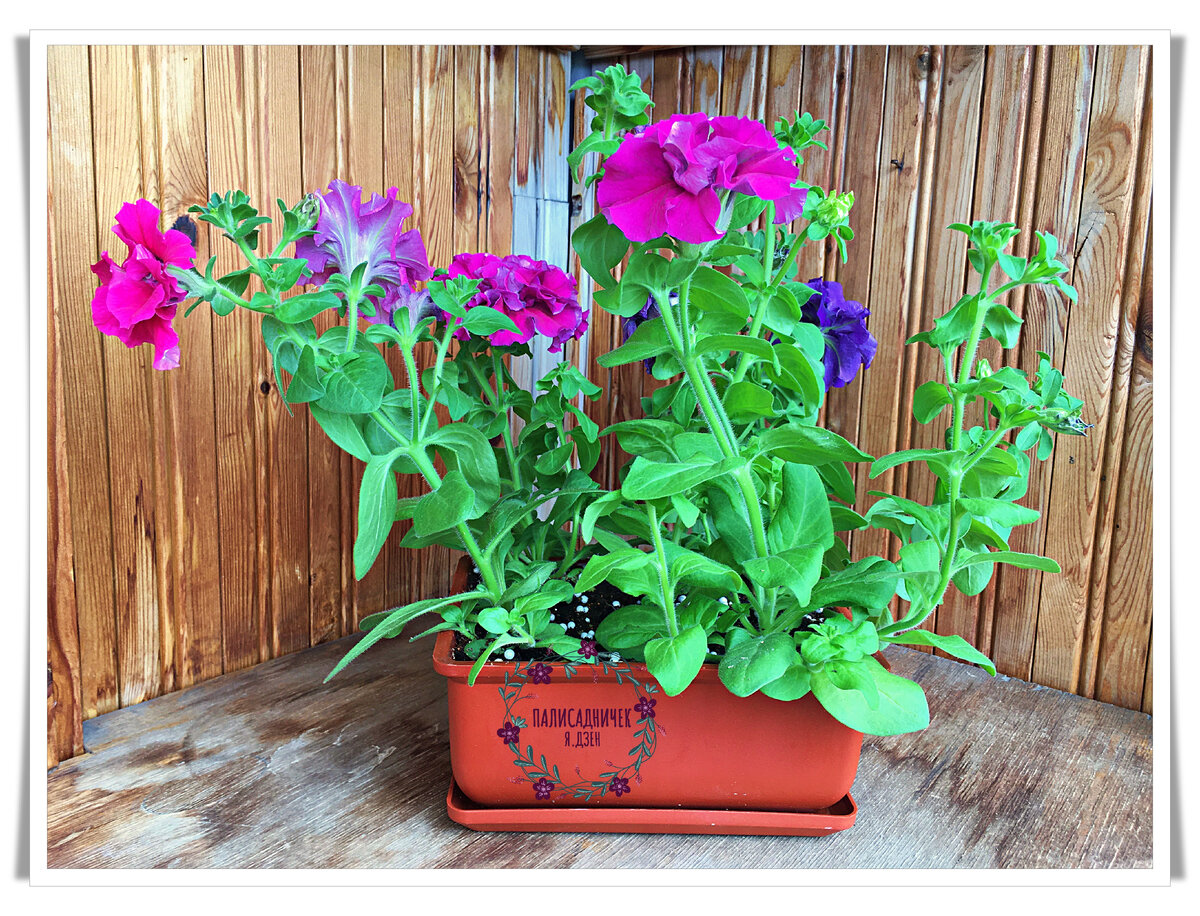 Это та же петуния, что на фото выше, до пересадки в большой горшок. Здесь особенно очевидны пробелы, допущенные мною в уходе. В частности, отсутствие своевременных прищипок.