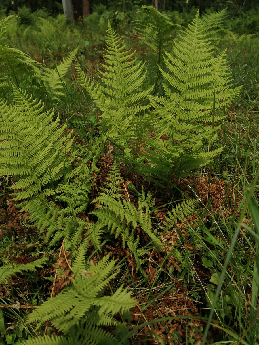 Природа Горного Алтая