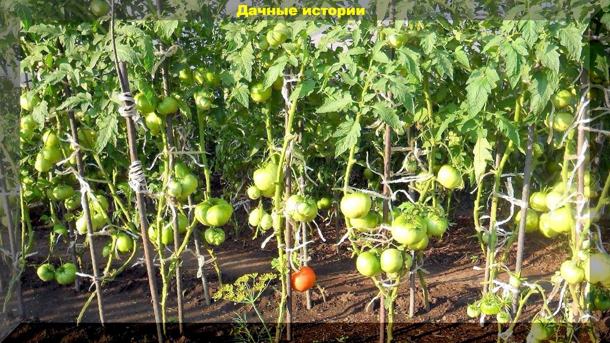 https://vk.com/photo-159774511_457248197