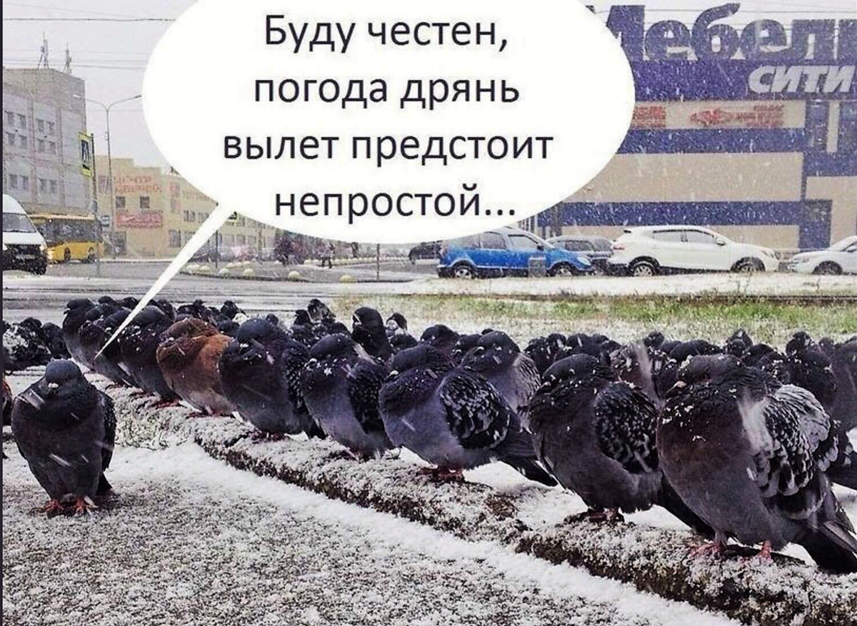 Предстоит. Буду честен погода дрянь вылет предстоит непростой. Погода дрянь прикол. Коротко о погоде голубь. Погода дрянь картинки